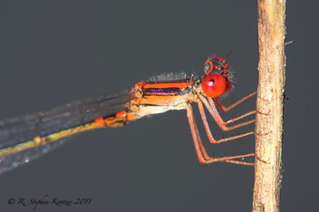 Enallagma concisum, male